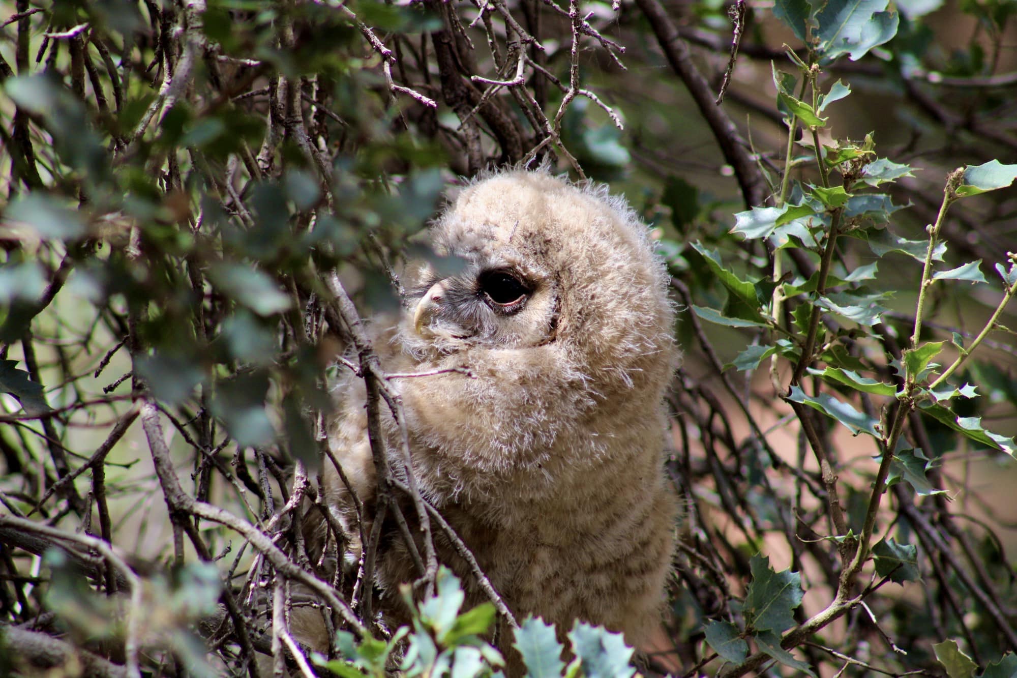 Tawny Owl